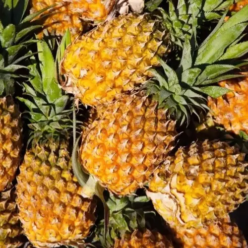 【鳳梨】