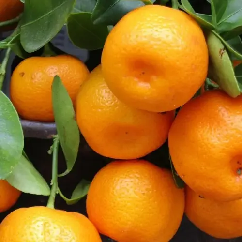 【柑橘】